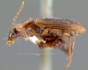 Media type: image;   Entomology 5934 Aspect: habitus lateral view